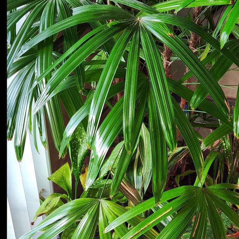 Decore sua sala com estas 6 plantas fáceis de cuidar e cheias de estilo