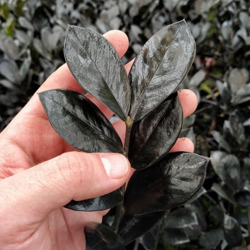 Motivos para Você Ter uma Planta da Fortuna em Casa