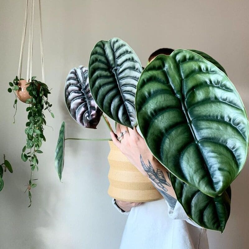 3 Alocasias Incríveis para Cultivar em Casa