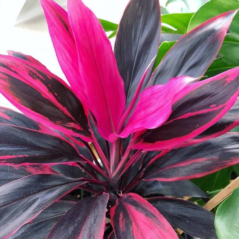 Coqueiro-de-vênus (Cordyline fruticosa): Cultivo, Cuidados e Variedades
