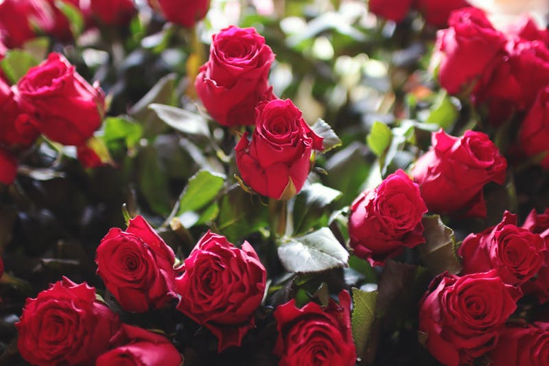 5 Flores Mais Escolhidas para o Dia das Mães