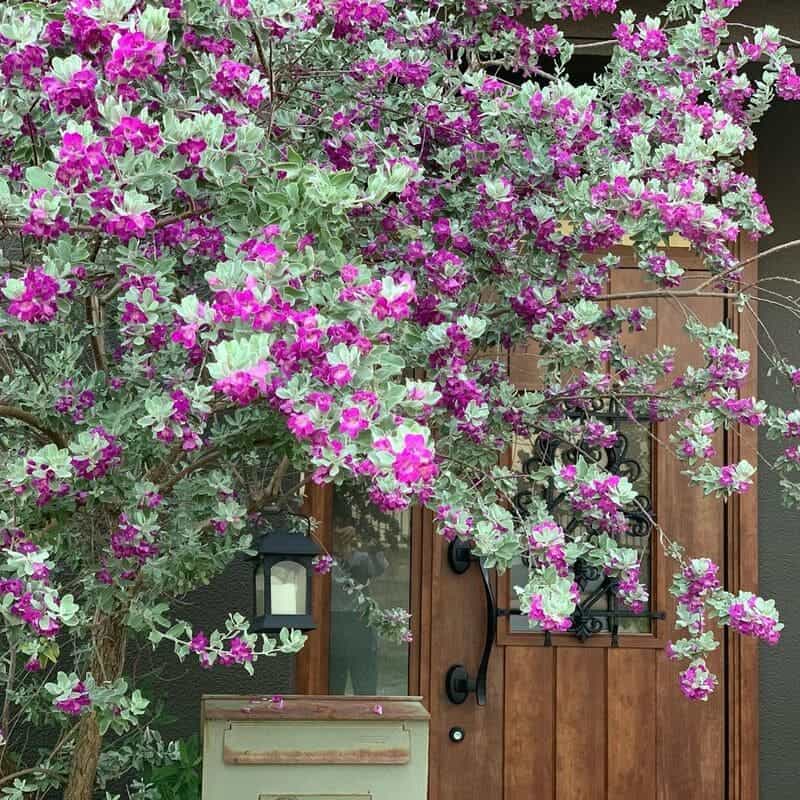 Planta Chuva de Prata: Um Toque de Elegância para o Seu Jardim