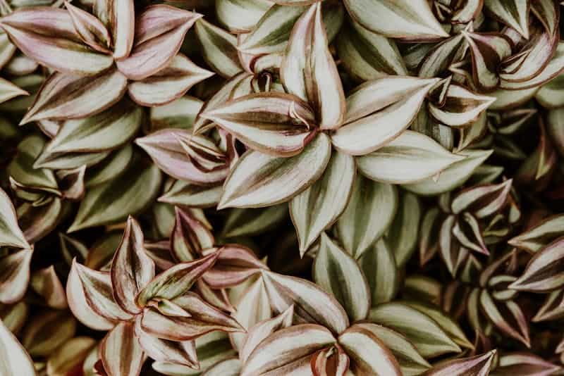 Paisagista indica 6 plantas rasteiras para formar tapetes nos jardins.