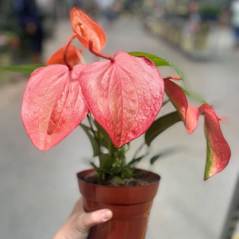 Antúrio: a planta que traz nostalgia com fácil cultivo e beleza duradoura
