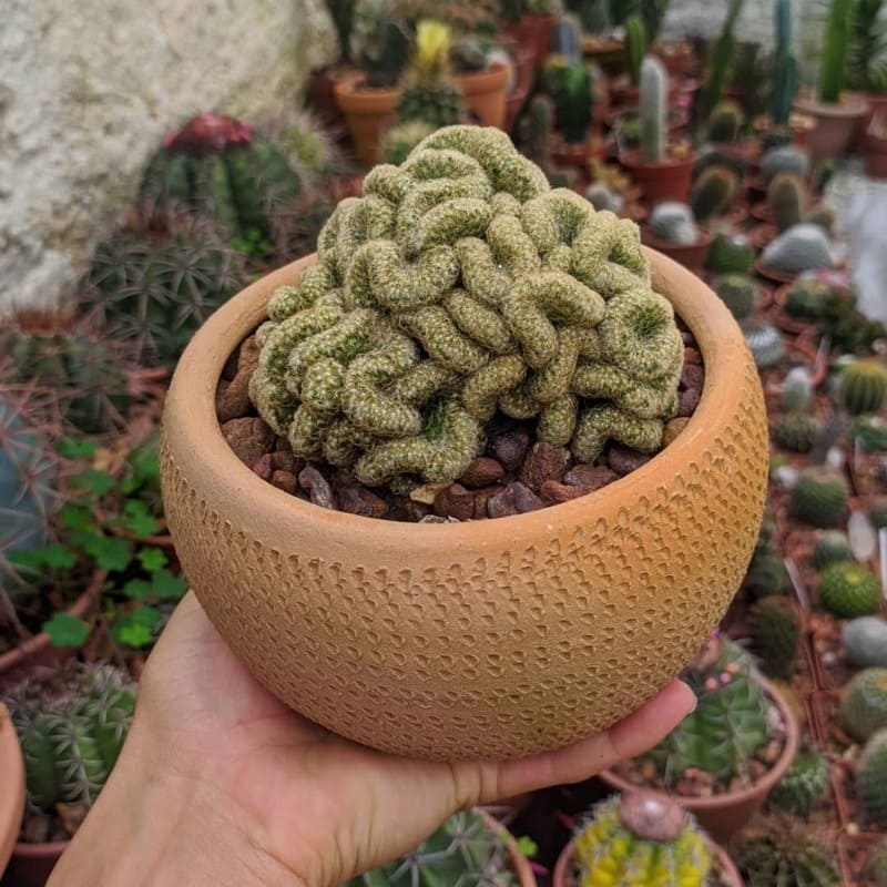 Conheça o Intrigante Cacto Cérebro: Cuidados e Curiosidades sobre a Mammillaria elongata