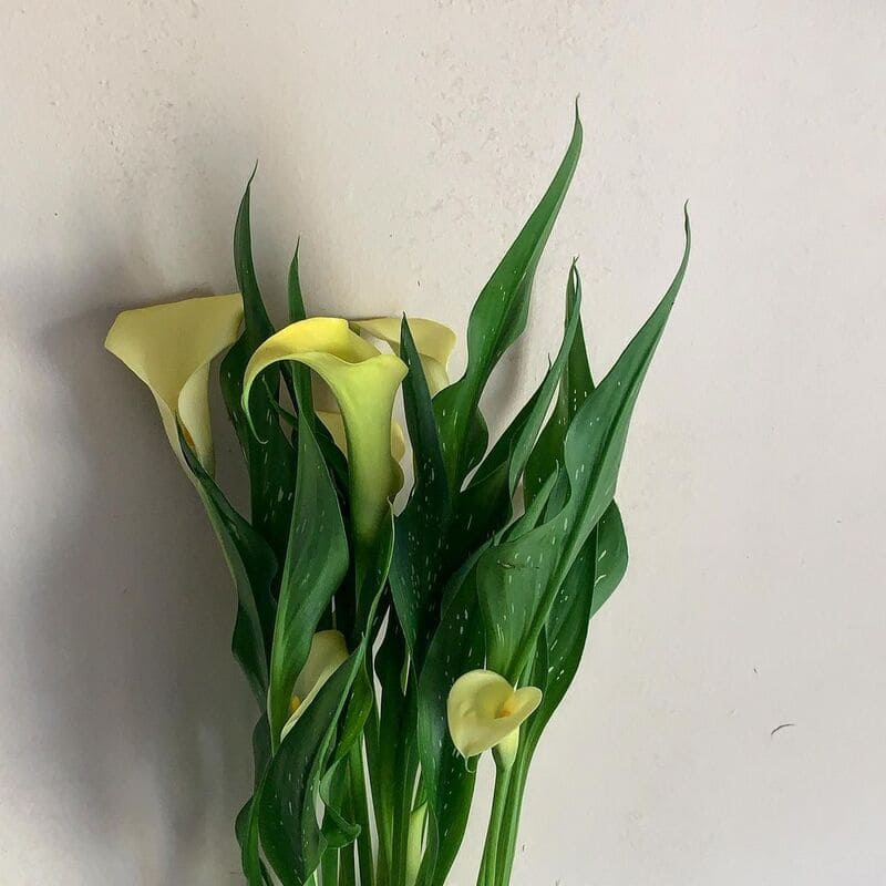 Cuidados com a Planta Calla: Guia Passo a Passo para Jardinagem Eficiente