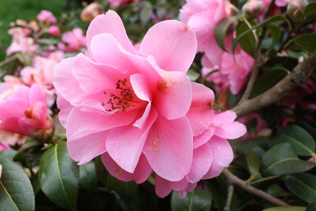 8 Flores Românticas para o Dia dos Namorados: Dicas para Encantar Quem Você Ama