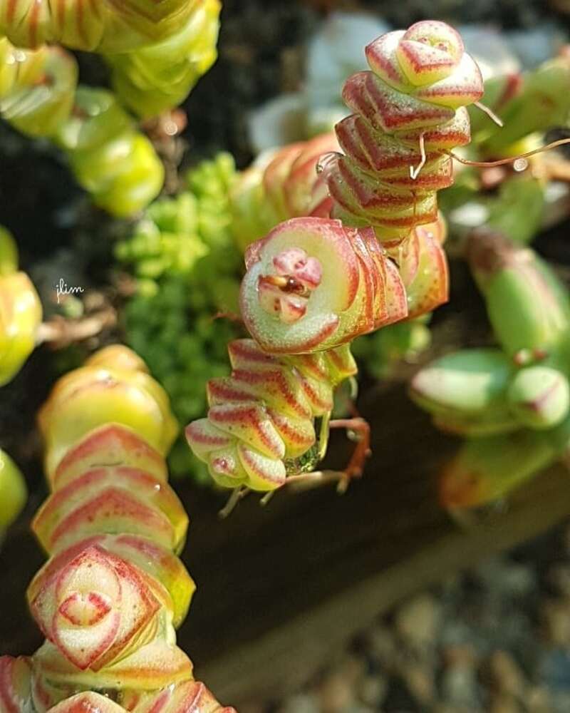Crassula marnierana: Cuidados Essenciais para Cultivar o "Colar de Jade" em Seu Jardim