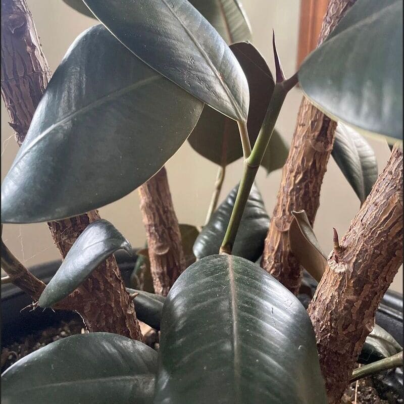 Planta Ficus: A nova Queridinha dos Plant Lovers