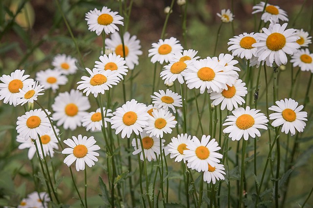 8 Flores Românticas para o Dia dos Namorados: Dicas para Encantar Quem Você Ama