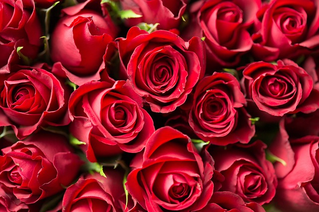 8 Flores Românticas para o Dia dos Namorados: Dicas para Encantar Quem Você Ama