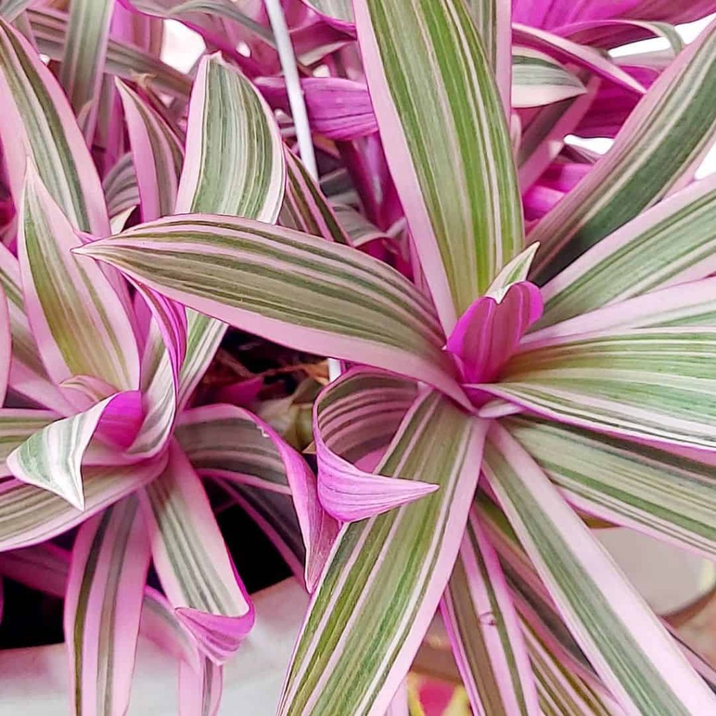 Cobertura Perfeita: Três Plantas para forração que Deixam seu Jardim Encantador