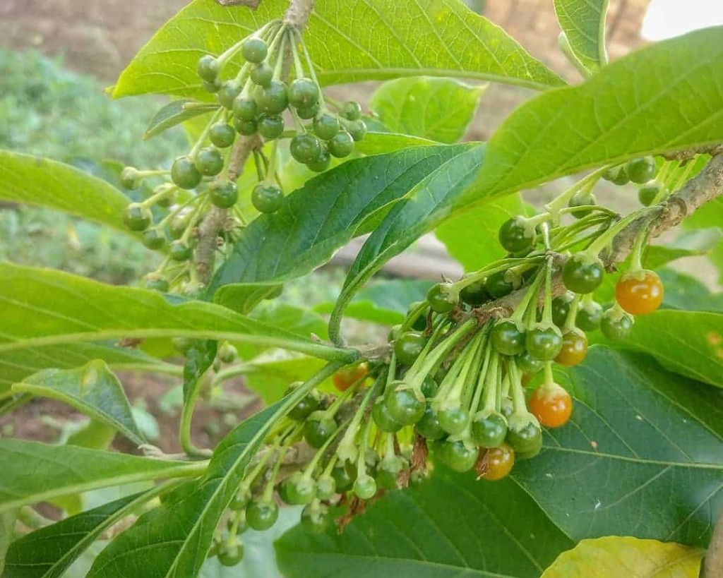 Marianeira ou Planta do Sabiá: Versatilidade, Uso, Paisagismo e Curiosidades