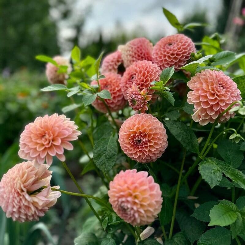 flor dália (Dahlia)