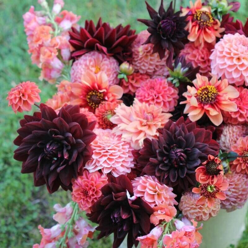 flor dália (Dahlia)