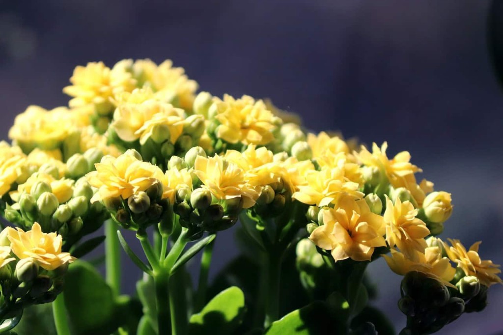 Conheça as cores mais comuns da flor-da-fortuna (Kalanchoe) e os cuidados básicos para manter sua floração