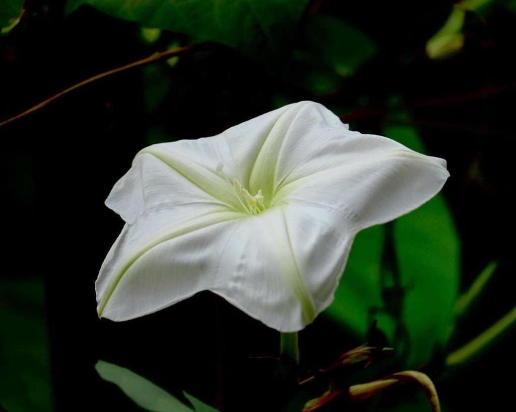 Plantas que Florescem à Noite: A Beleza Oculta do Jardim Noturno