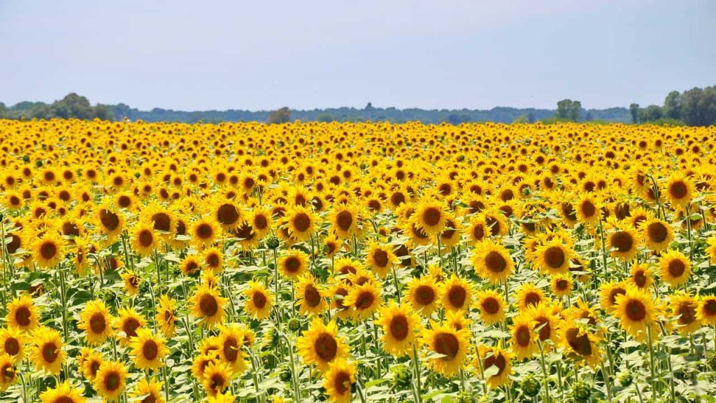 Plantas e Flores para Cada Signo: Descubra Qual Espécie Harmoniza com a Sua Energia