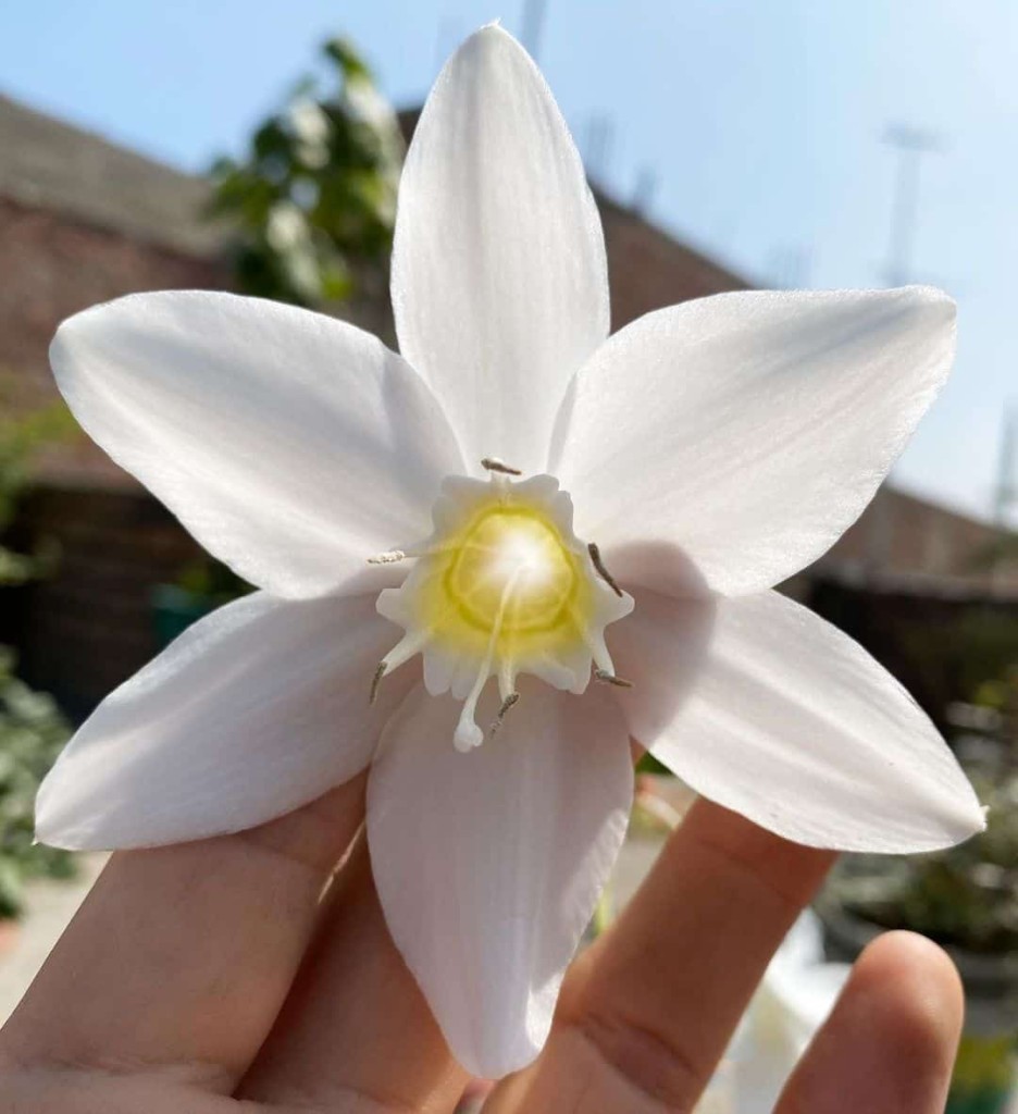 Lírio do Amazonas: a flor que conquista qualquer jardim (e qualquer cliente)