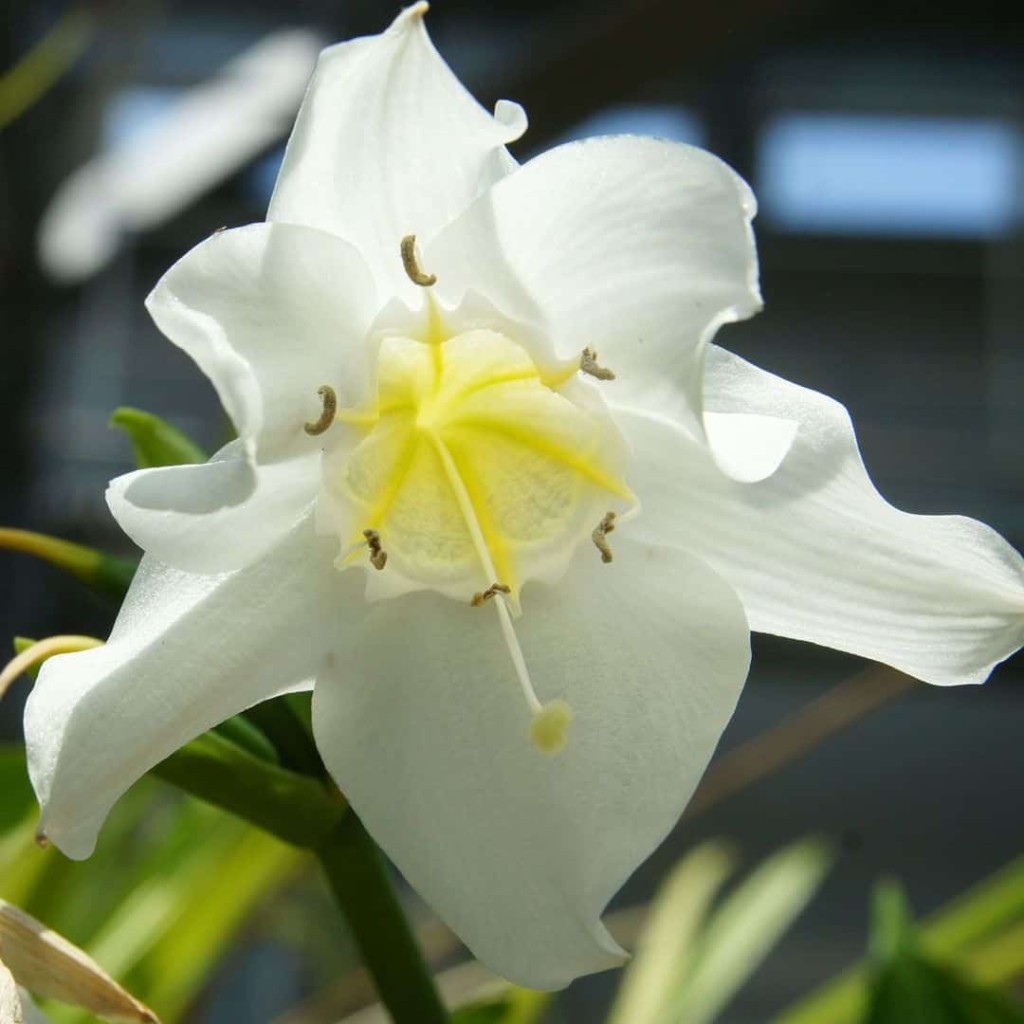 Lírio do Amazonas: a flor que conquista qualquer jardim (e qualquer cliente)