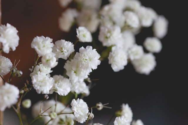 Planta mosquitinho (Gypsophila): como cuidar dessa delicada espécie ornamental
