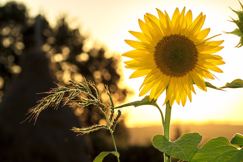 6 Plantas ideais para Escolas: São floridas, resistentes e ainda atraem Borboletas e beija-flores.