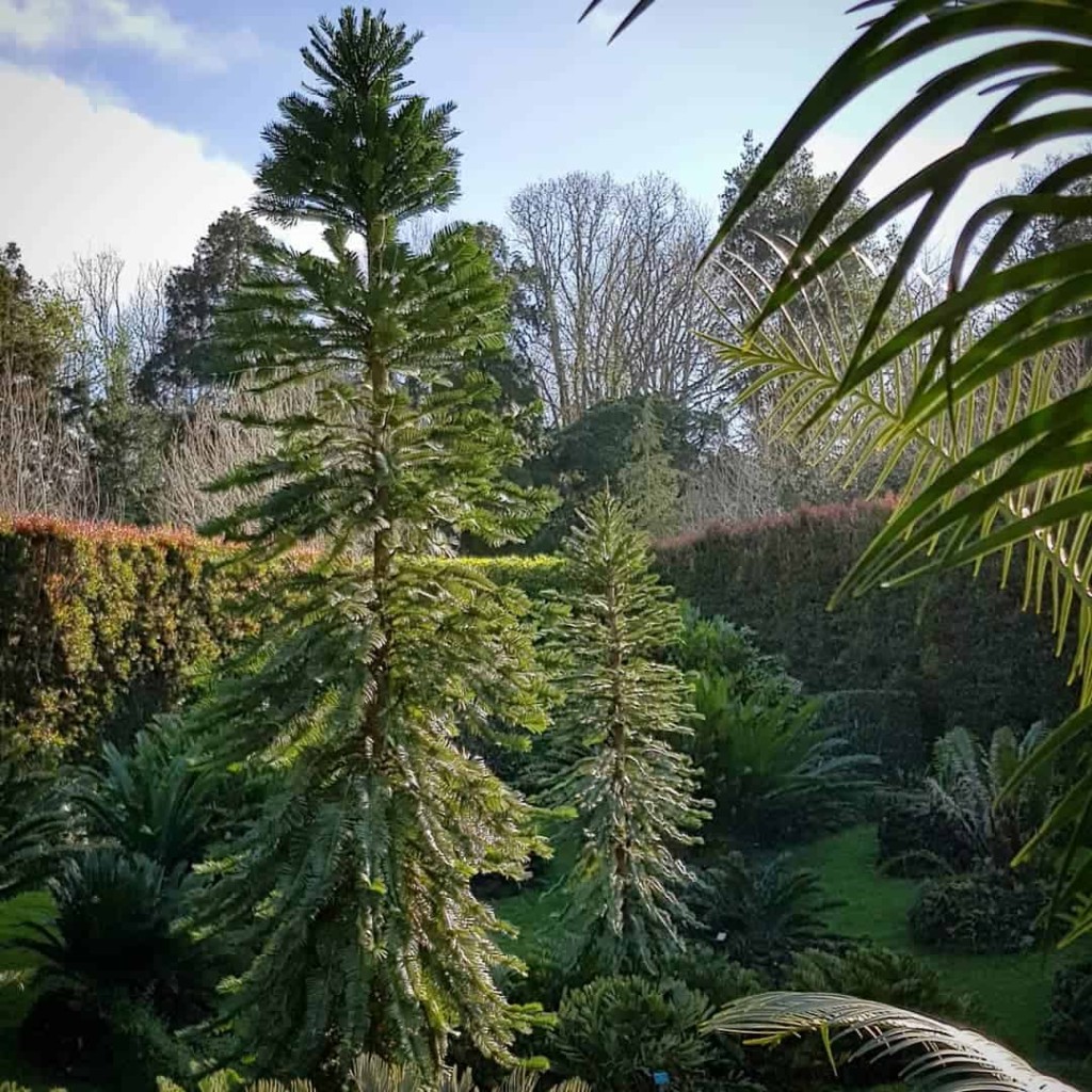 Tipos de Pinheiro para Jardim: Especialistas Recomendam as 4 Espécies Mais Comuns
