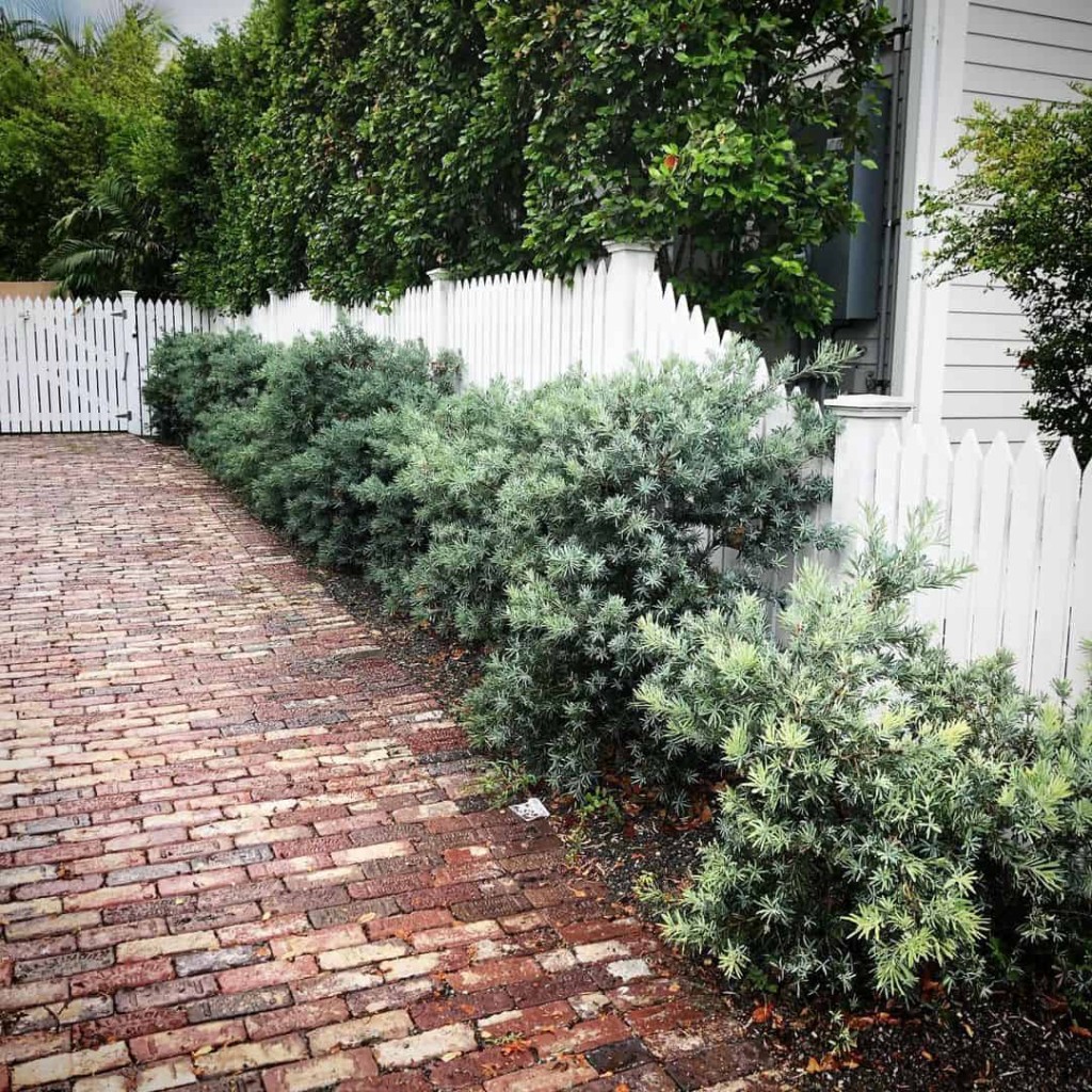 Tipos de Pinheiro para Jardim: Especialistas Recomendam as 4 Espécies Mais Comuns