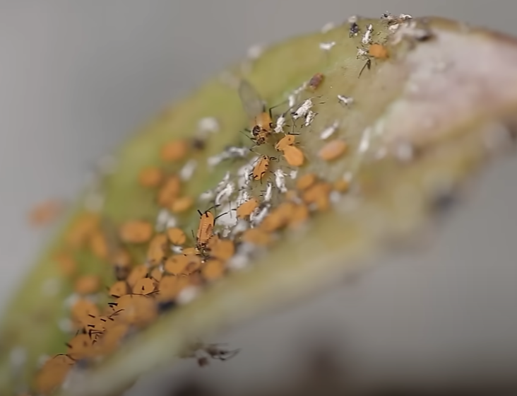 Como resolver os 5 PROBLEMAS mais comuns em ORQUÍDEAS; seja nas FLORES, folhas e RAIZ