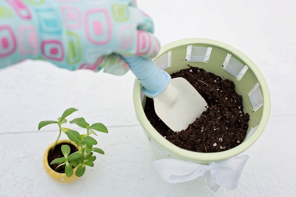 Adubo de arroz para flores e plantas, funciona mesmo?