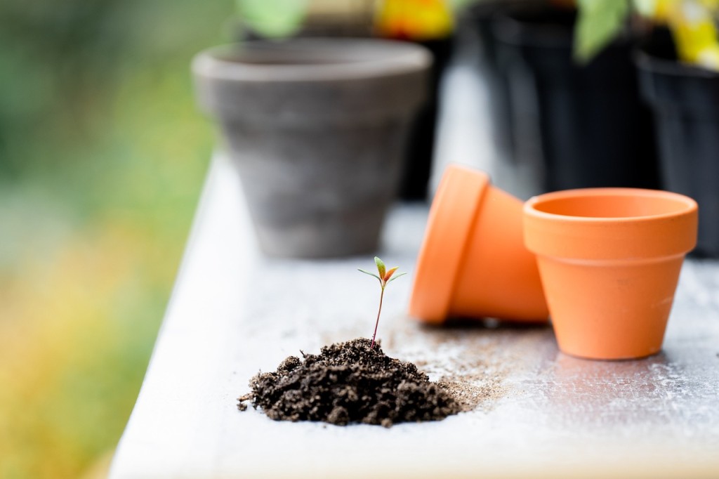 Como Acabar com a Cochonilha de Raiz nas Plantas?