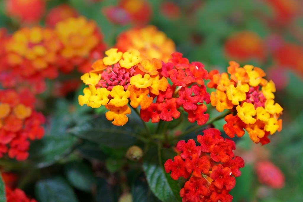 4 flores que florescem o ano todo e deixam o jardim repleto de cores.