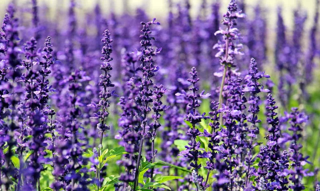 Lavanda: Como Plantar e Cuidar