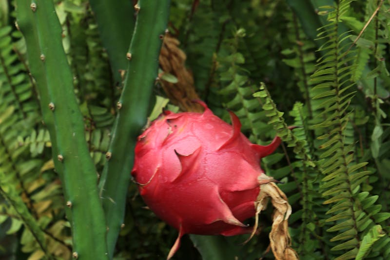 Como fazer muda de pitaya em casa? Guia Completo para Fazer Mudas e Cultivar com Sucesso