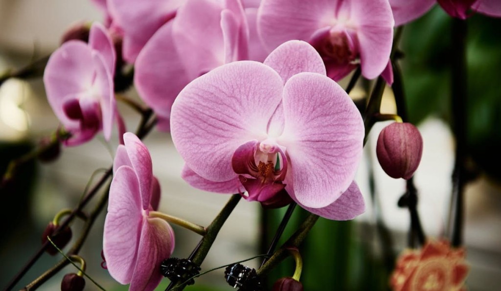 Plantas que simbolizam força e proteção para presentear no Dia dos Pais