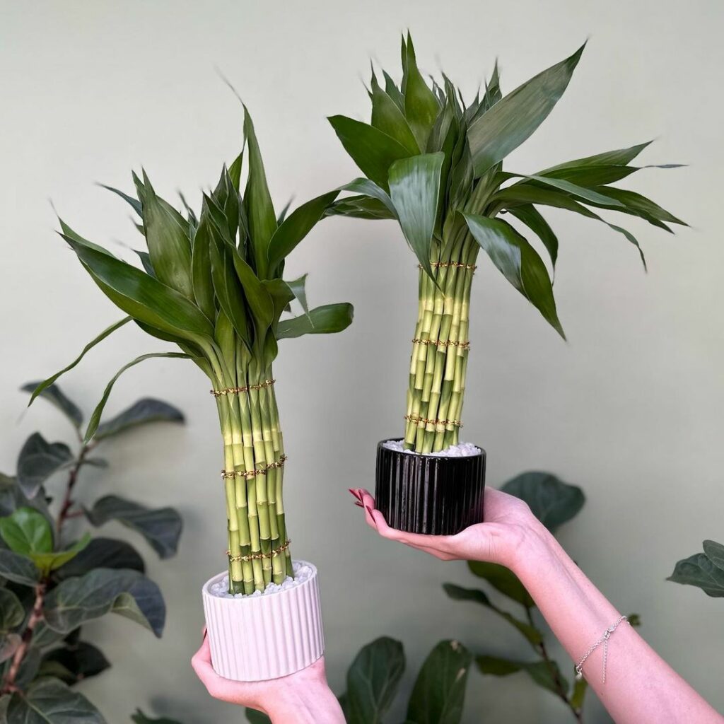 5 plantas que ajudam a purificar o ar e melhorar o ar seco.