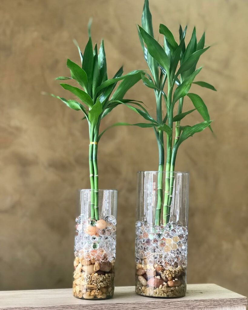 5 dicas para cuidar do bambu da sorte na água