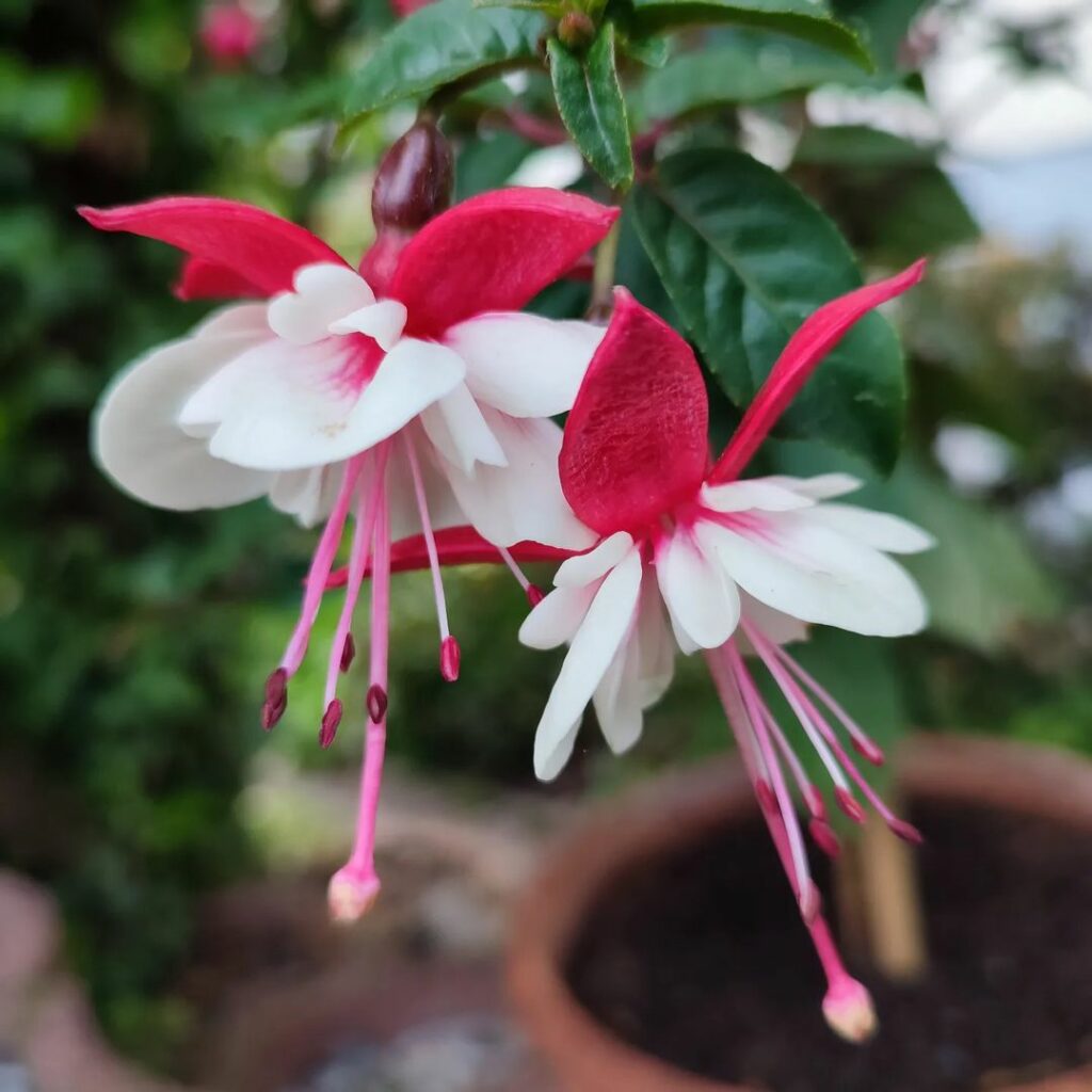 Como salvar a flor Brinco de princesa (Fuchsia hybrida) quando está MURCHA?
