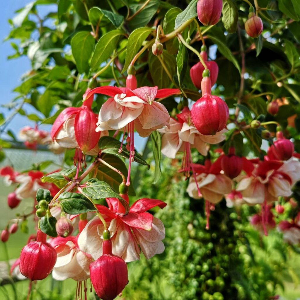 Brinco-de-princesa: significado, simbolismo e tudo que essa flor comunica sem dizer uma palavra