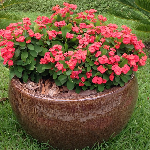 Paisagista cita 4 formas de usar a planta Coroa de Cristo nos jardins (e até dentro de casa!)