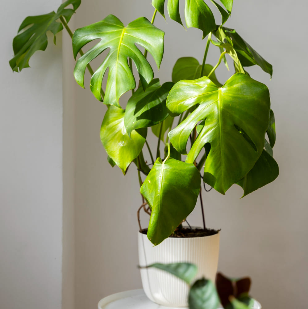 5 plantas para cultivar no quarto que purificam o ar e ajudam a ter uma boa noite de sono.