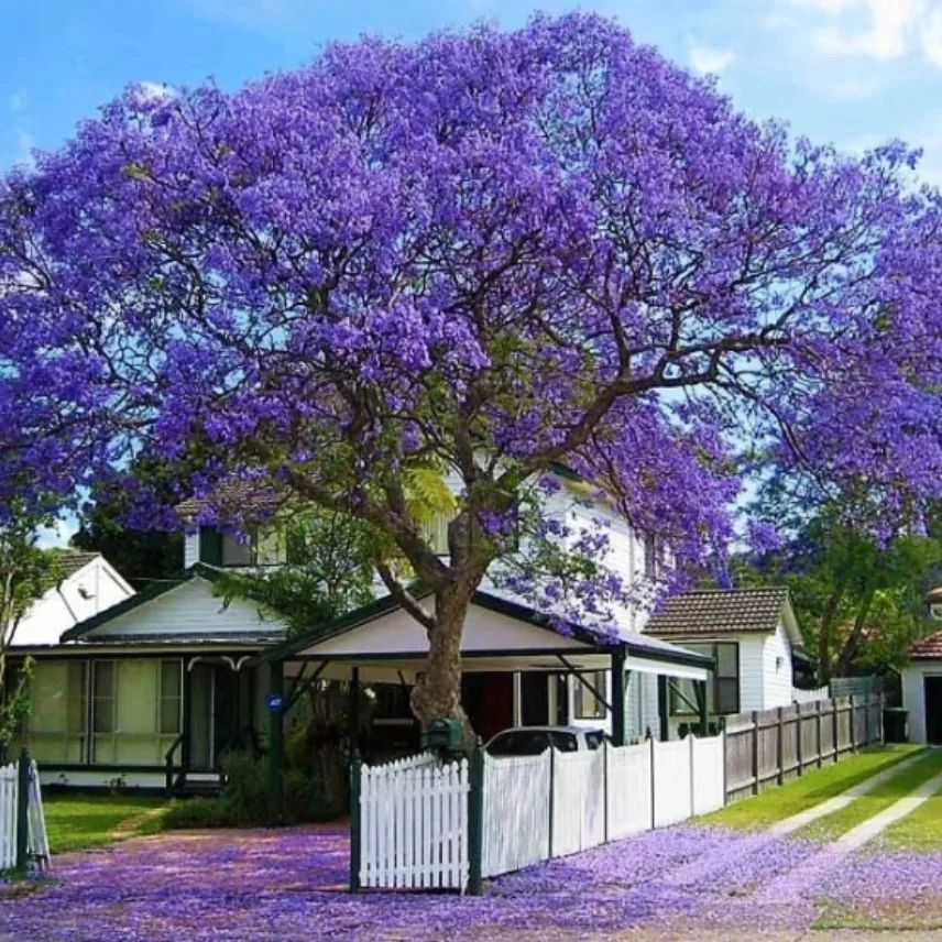Dia da Árvore: 5 Espécies de árvores floridas para Encantar o Jardim