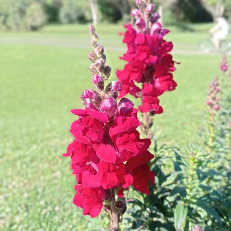 Boca-de-leão: tudo sobre o cultivo da flor que simboliza proteção