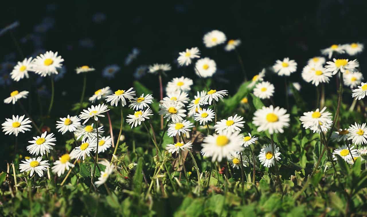 Símbolo da Primavera: Floricultura Paranaense Floresce com Crescimento de 15,2%