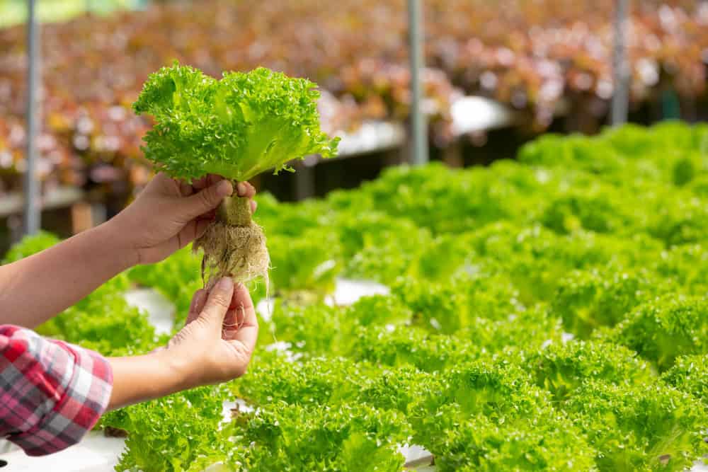 Horta Comunitária: Uma Solução Agroecológica que Transforma as Cidades