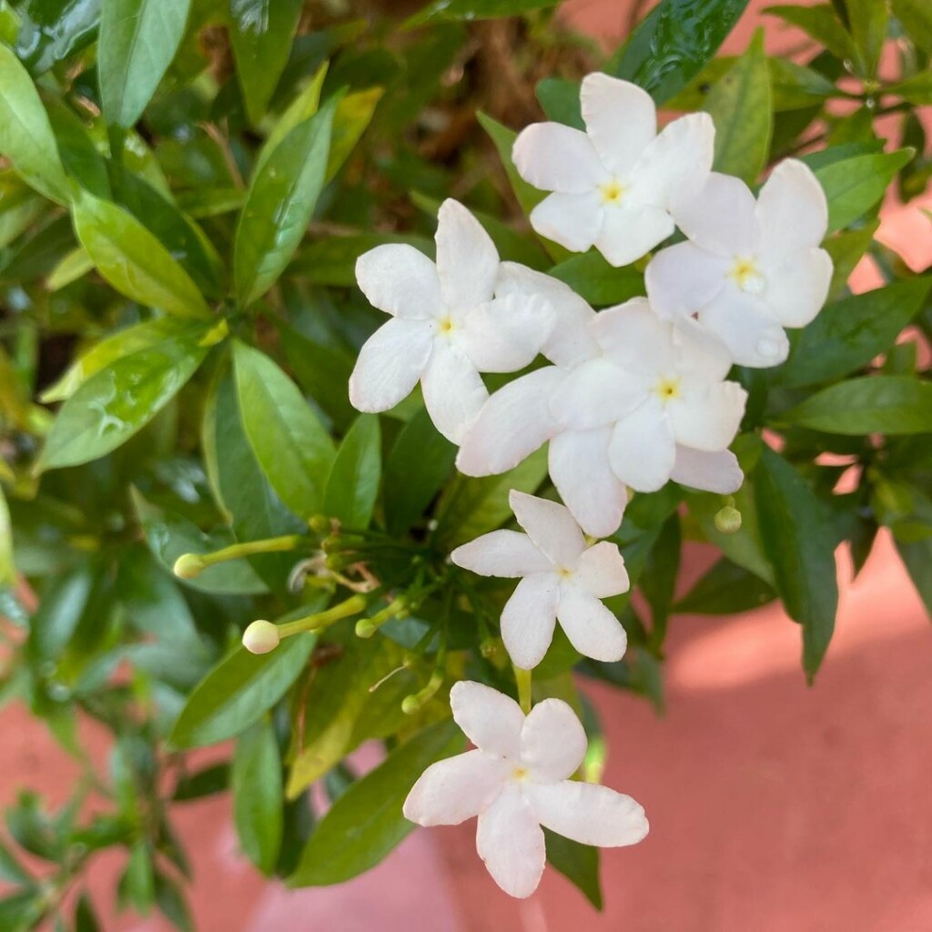 5 plantas para cultivar no quarto que purificam o ar e ajudam a ter uma boa noite de sono.