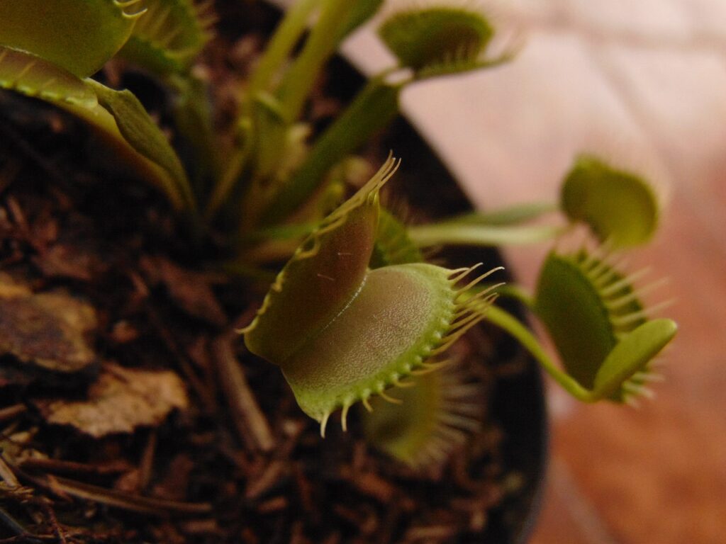 Dioneia: a planta carnívora que "dorme" no inverno.