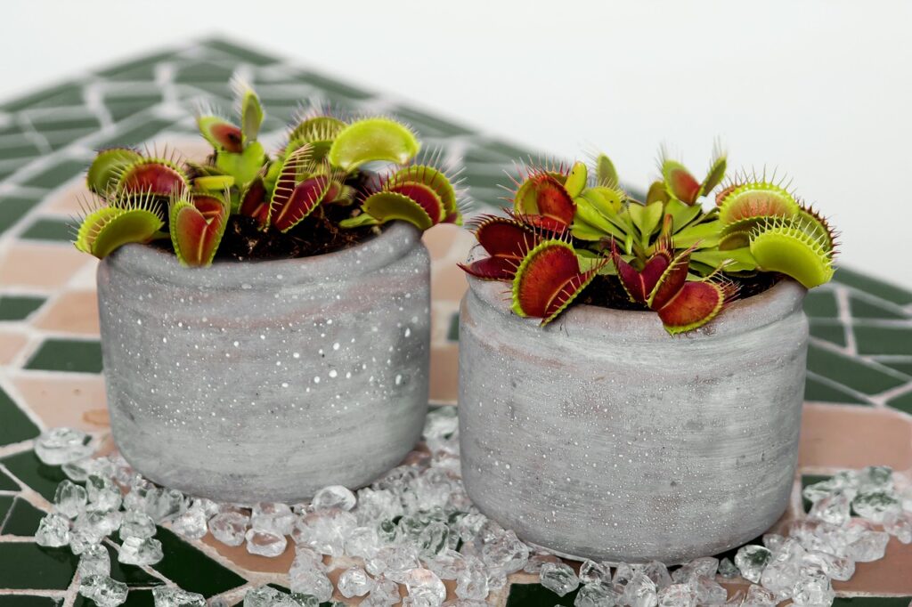 Dioneia: a planta carnívora que "dorme" no inverno.