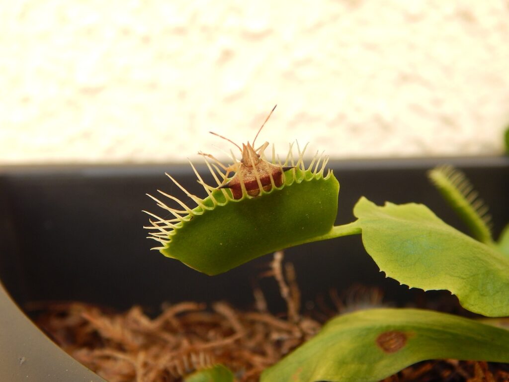 Dioneia: a planta carnívora que "dorme" no inverno.