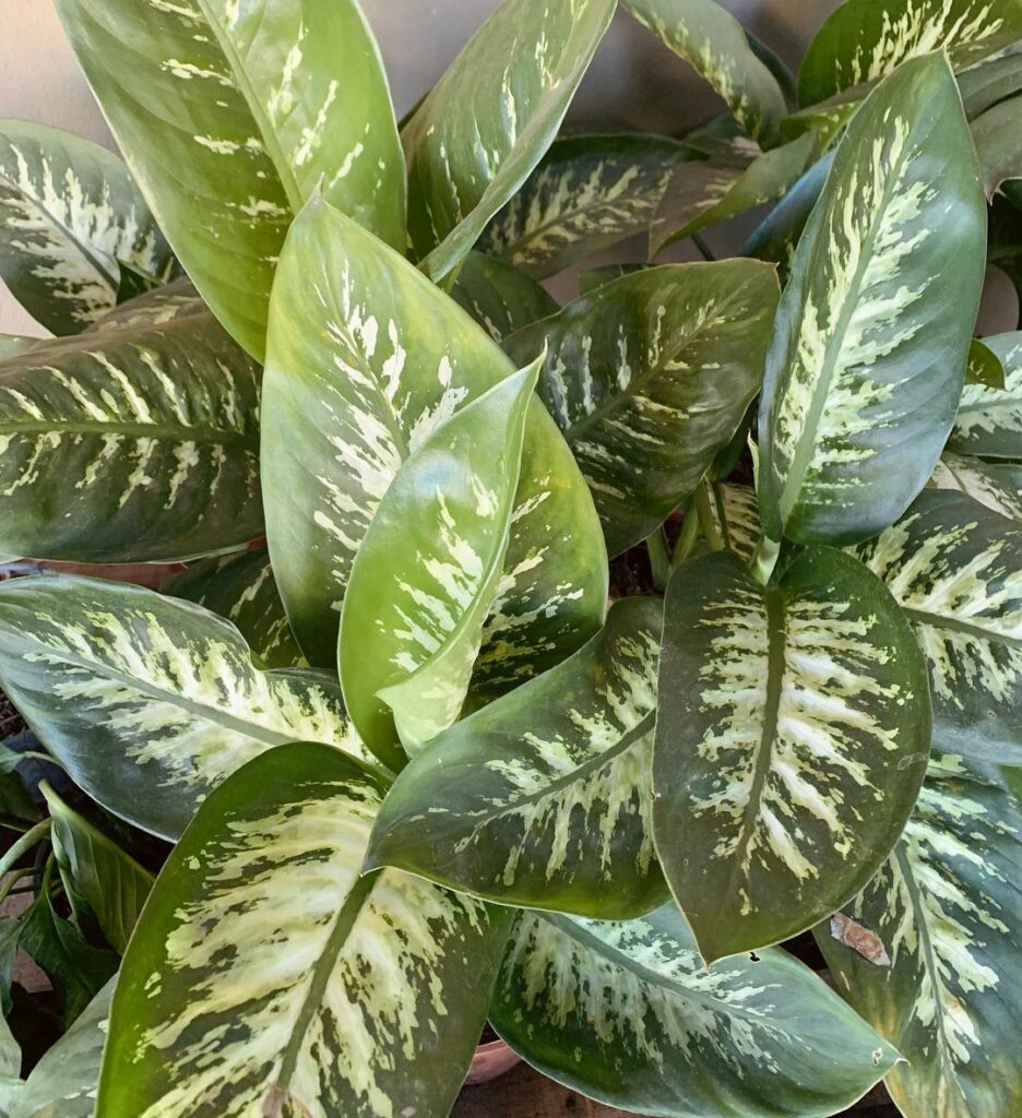 6 plantas que não precisam de sol ótimas para ter dentro de casa (ou do apartamento).